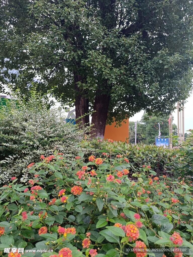 繁花绿树间的自然景致