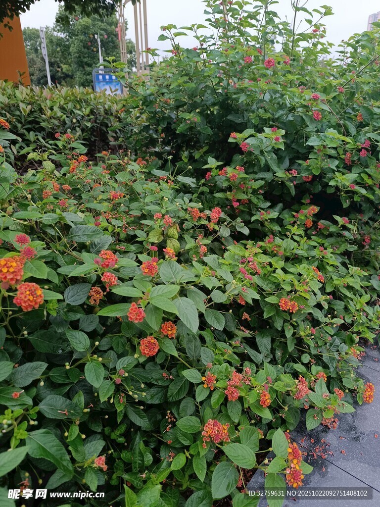绿叶间绽放的鲜艳花朵