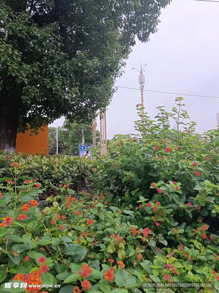绿意盎然的户外植物景观