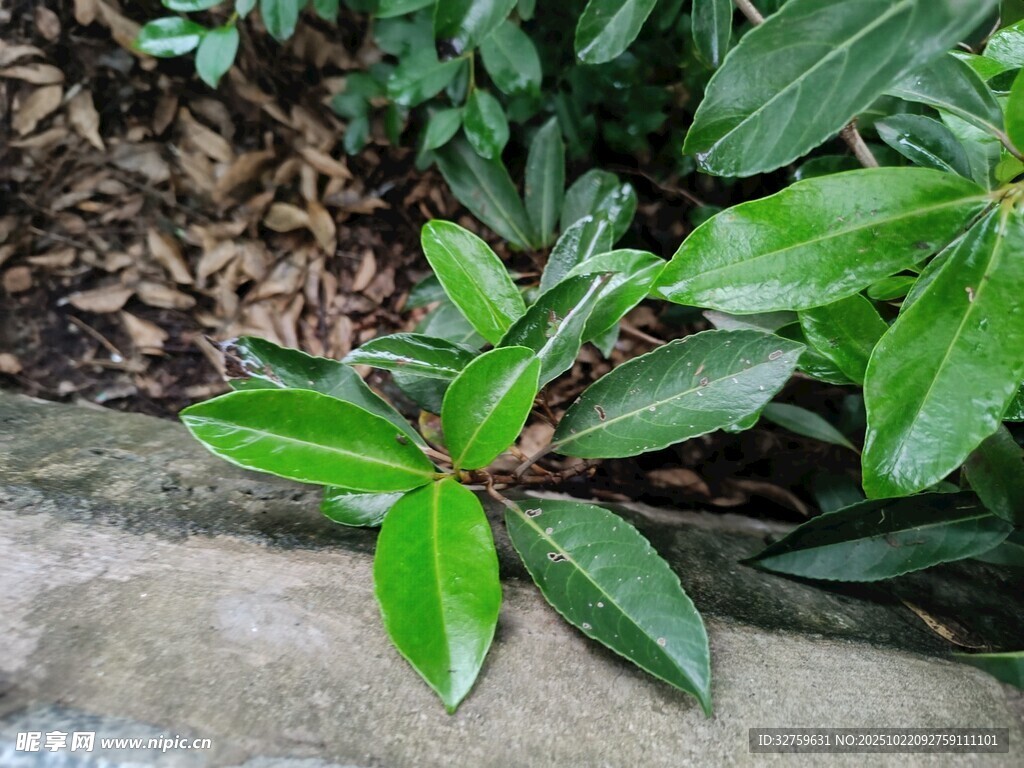 绿叶植物特写