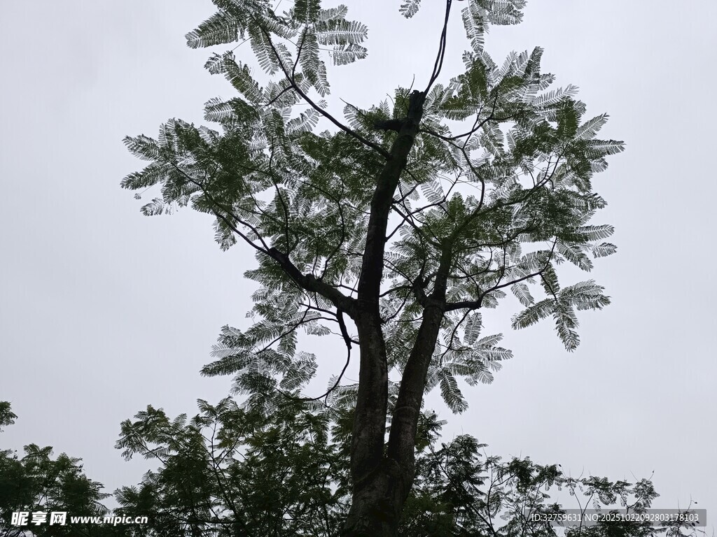 挺拔树木 