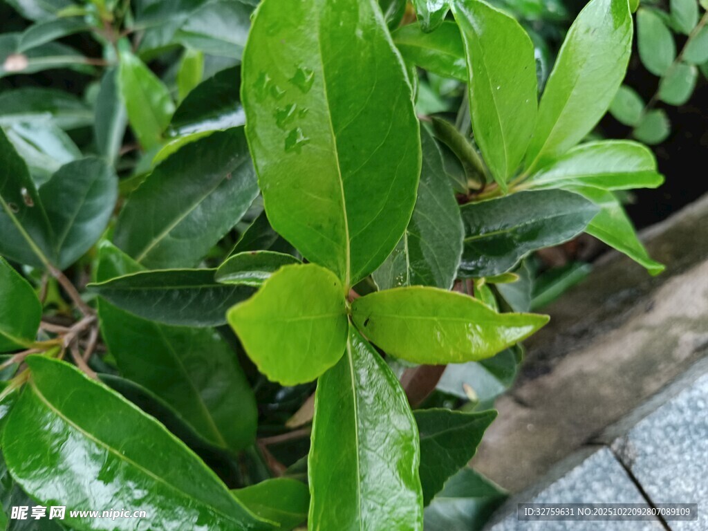 翠绿叶片上的晶莹水珠