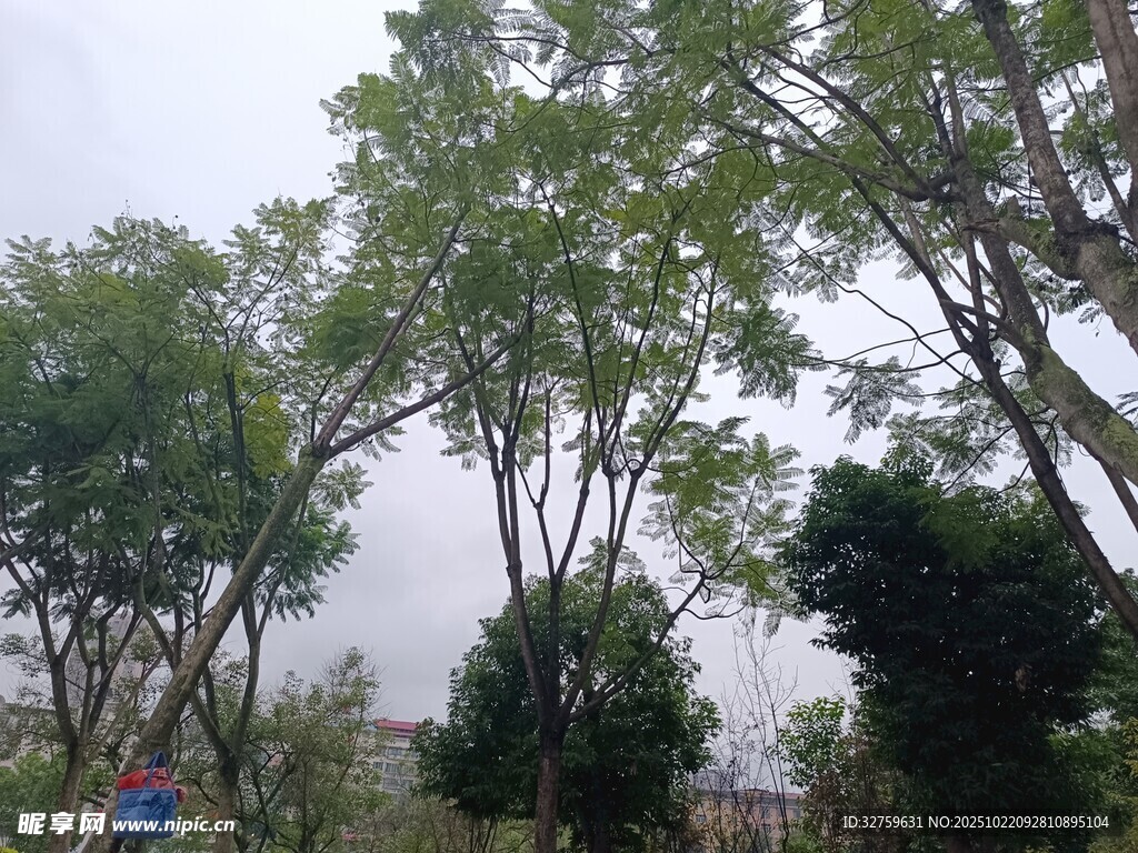 户外绿树成荫的自然景象