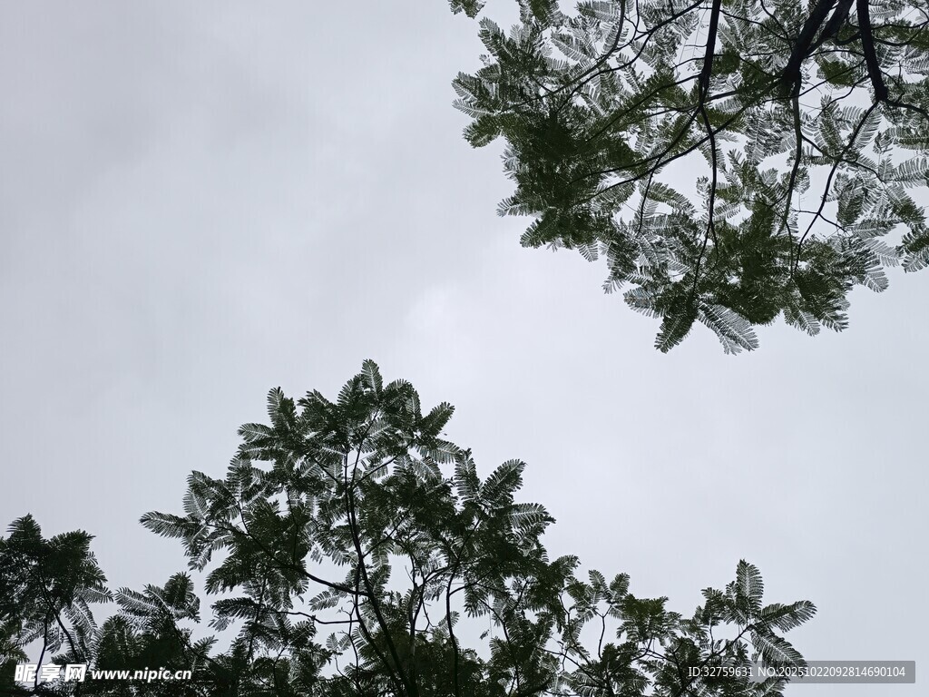 仰视树冠 