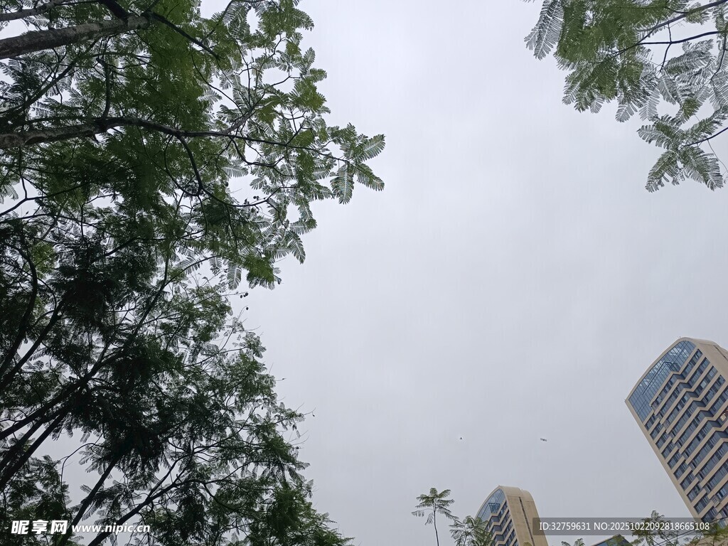 仰视绿树与高楼