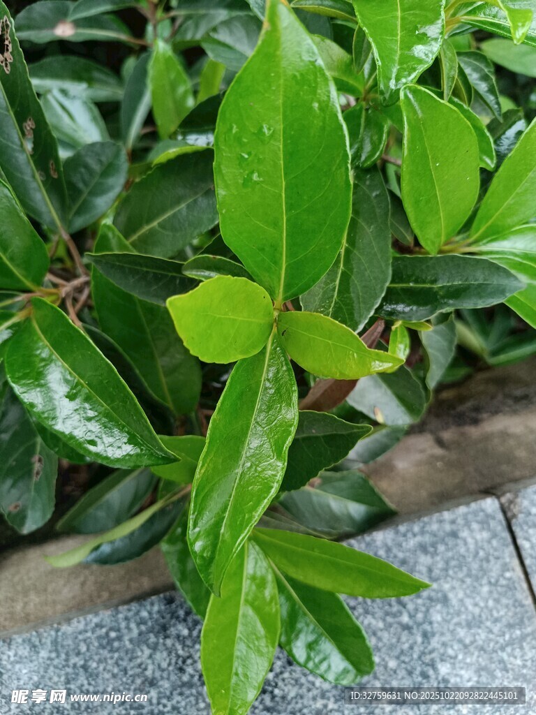 翠绿叶片生机勃勃
