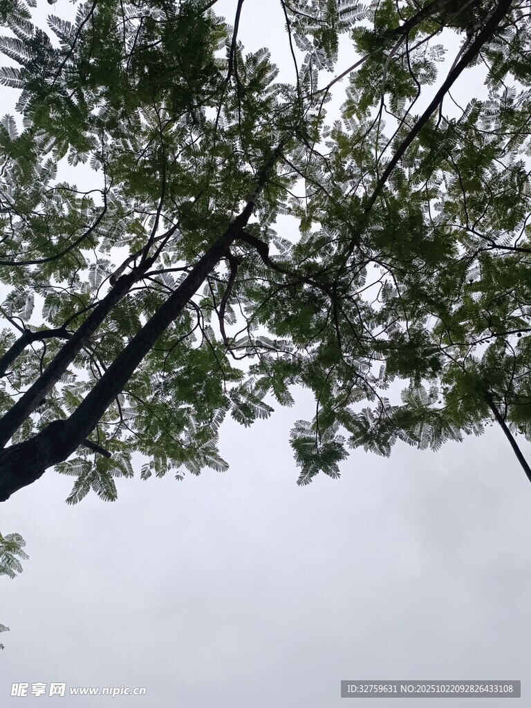 仰视下的繁茂树枝