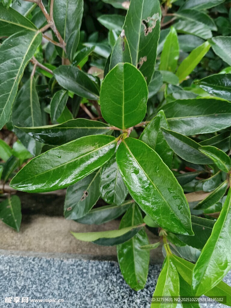 翠绿叶片的植物特写