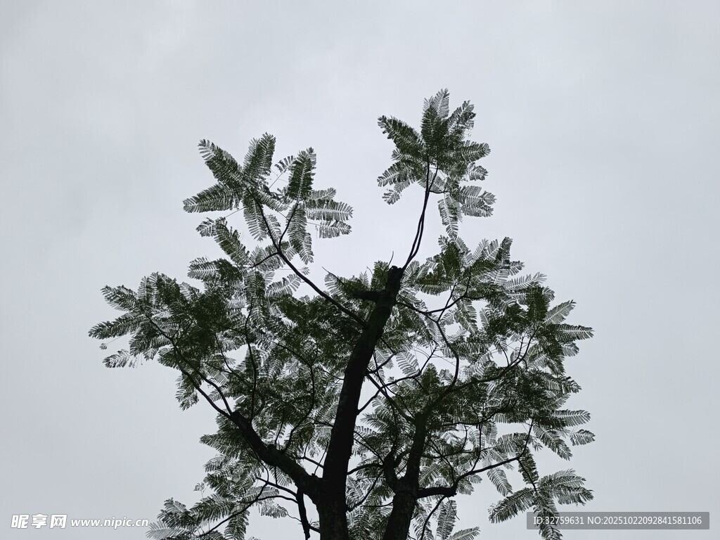 孤树挺立天空