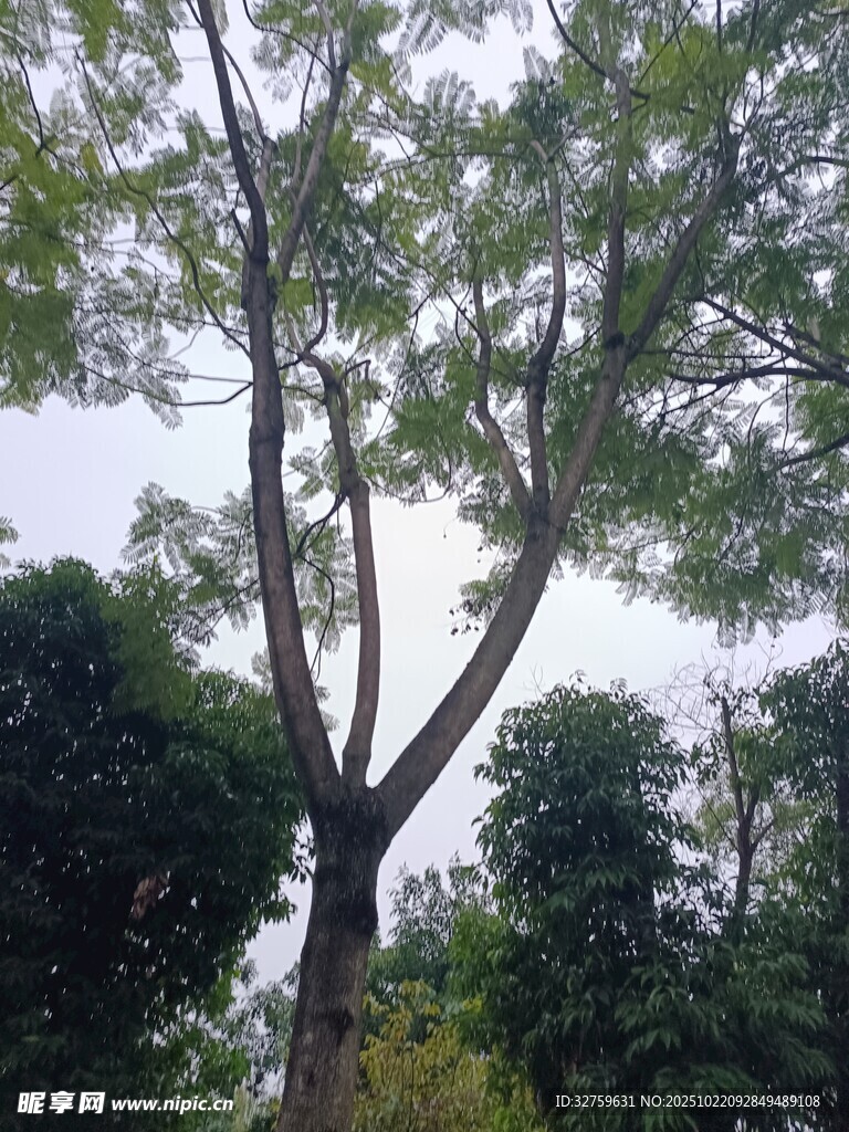 高大挺拔的树木景观