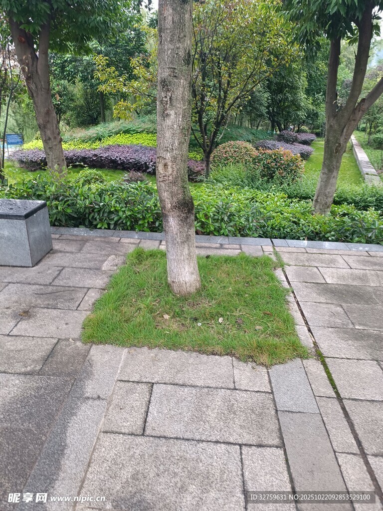 树下绿植环绕的石板小径