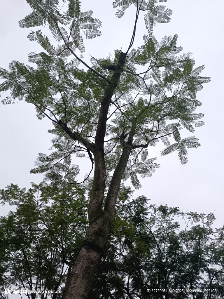高大挺拔的树木