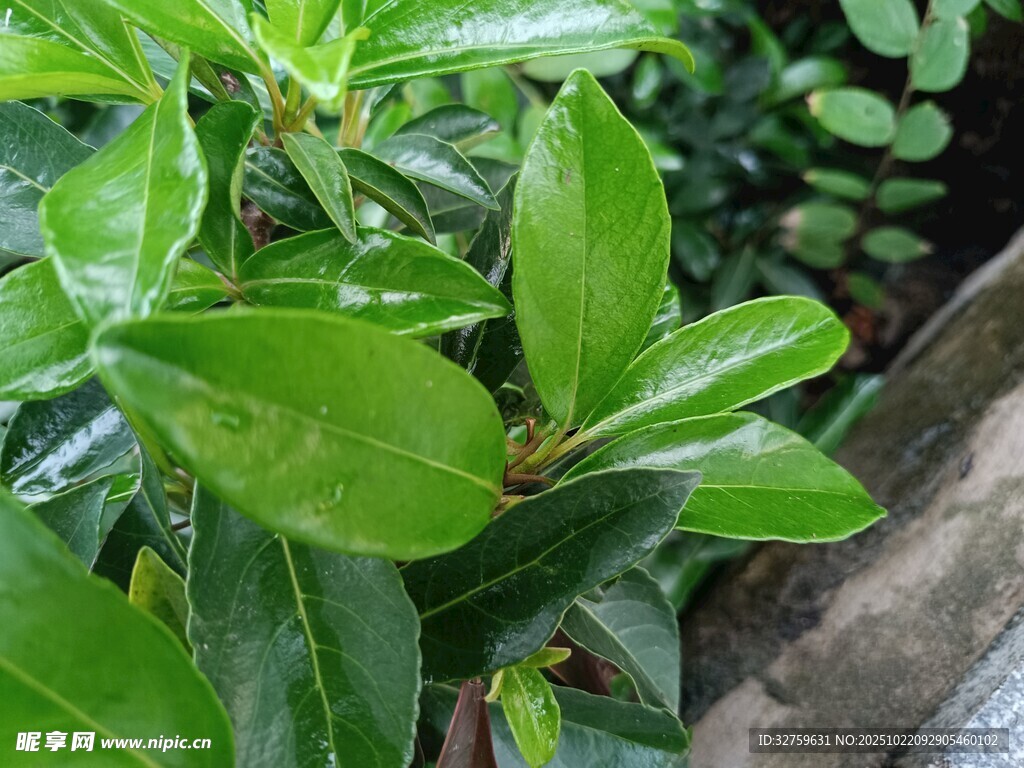 翠绿叶片特写