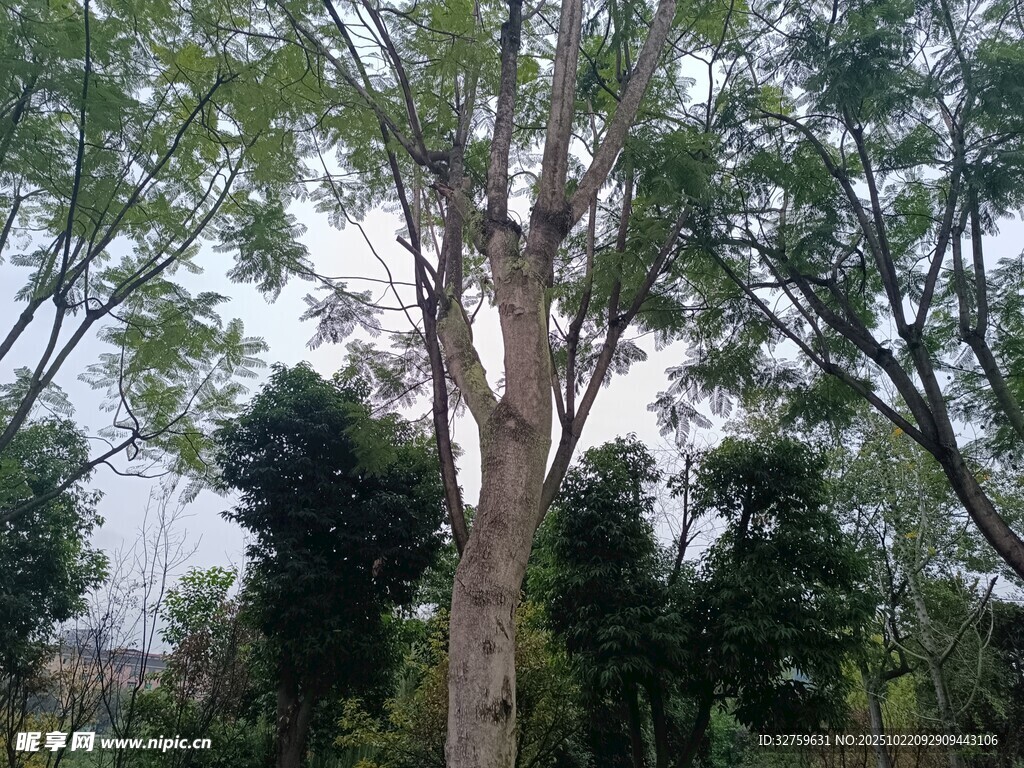 高大挺拔的树木景观