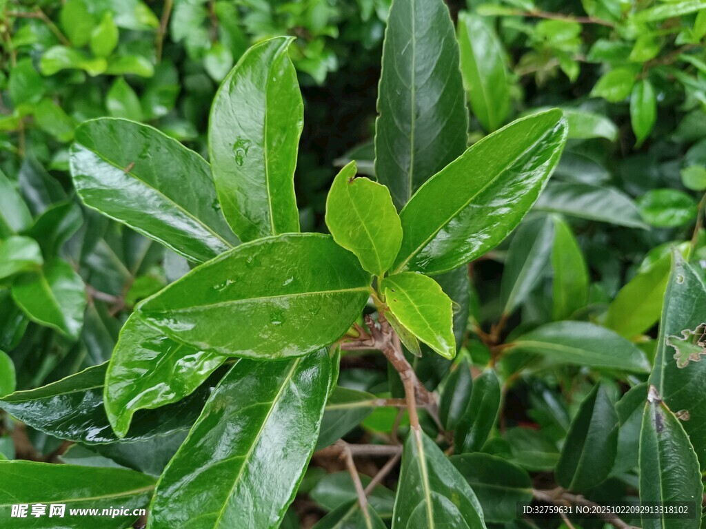 翠绿叶片的生机植物