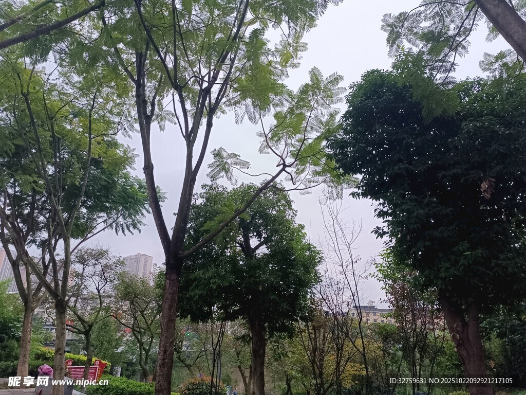 绿意盎然的户外树林景观