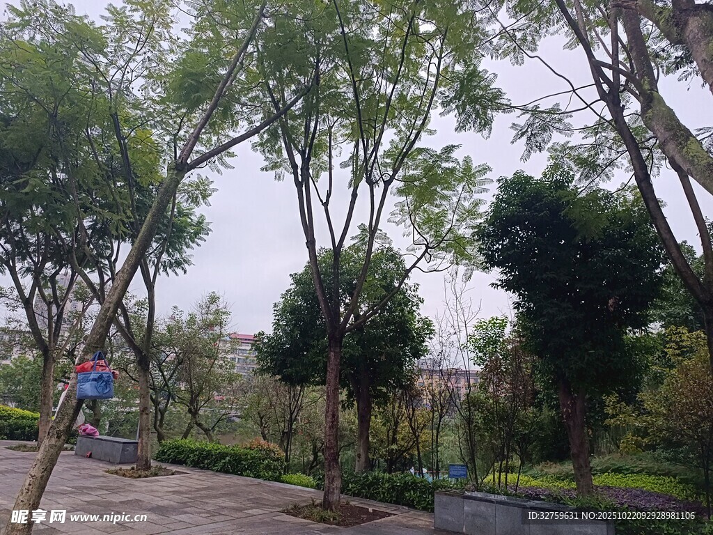 公园林荫小道风景