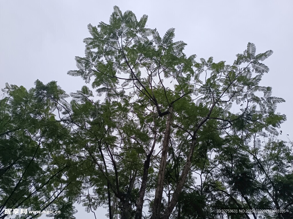 枝叶繁茂的高大树木