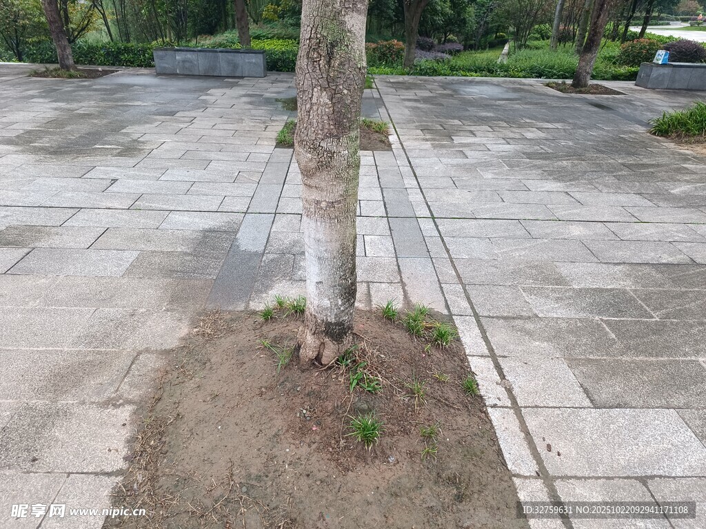 树下新植区域