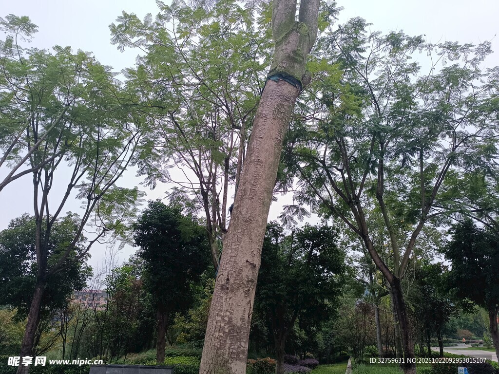 公园中的高大树木景观