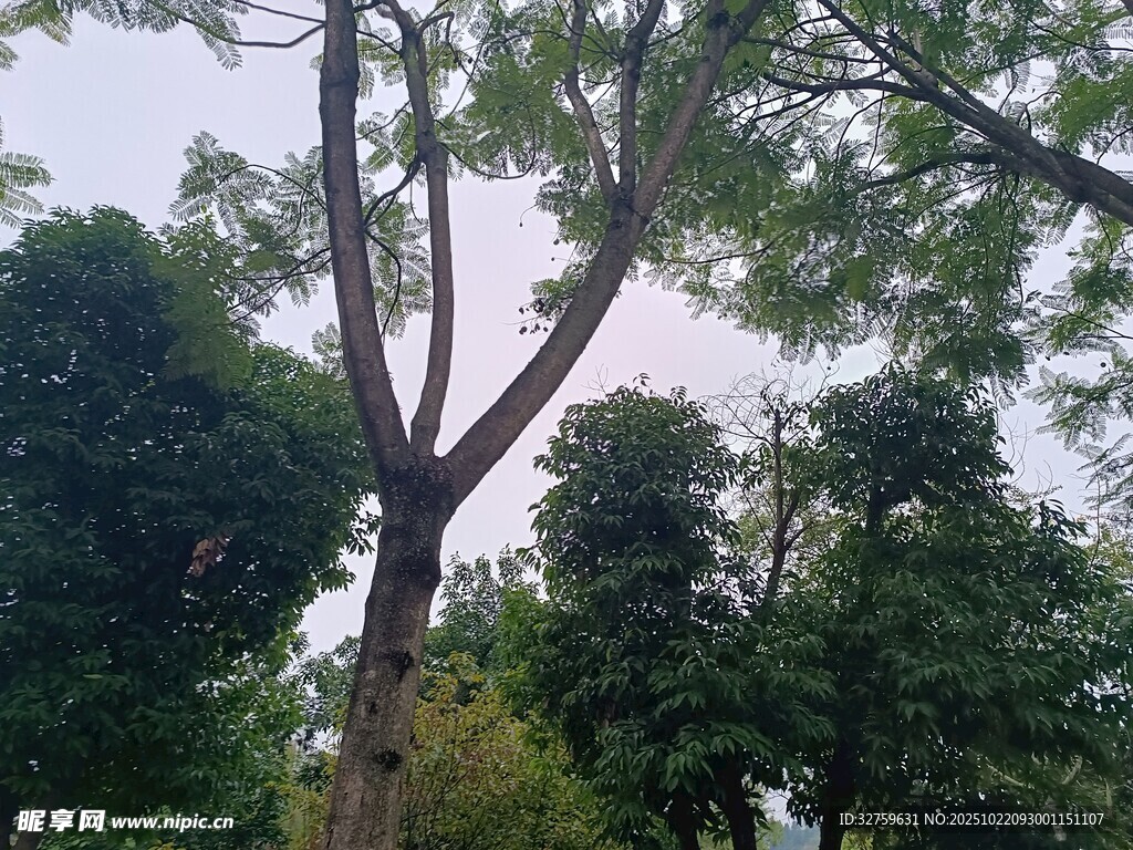 高大树木挺立在绿意中