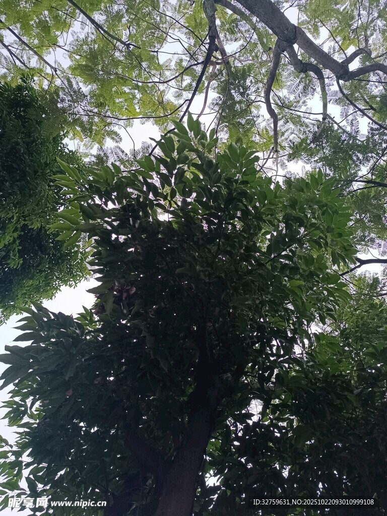 仰视茂密树冠