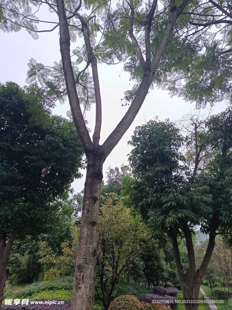 繁茂树林中的挺拔树木