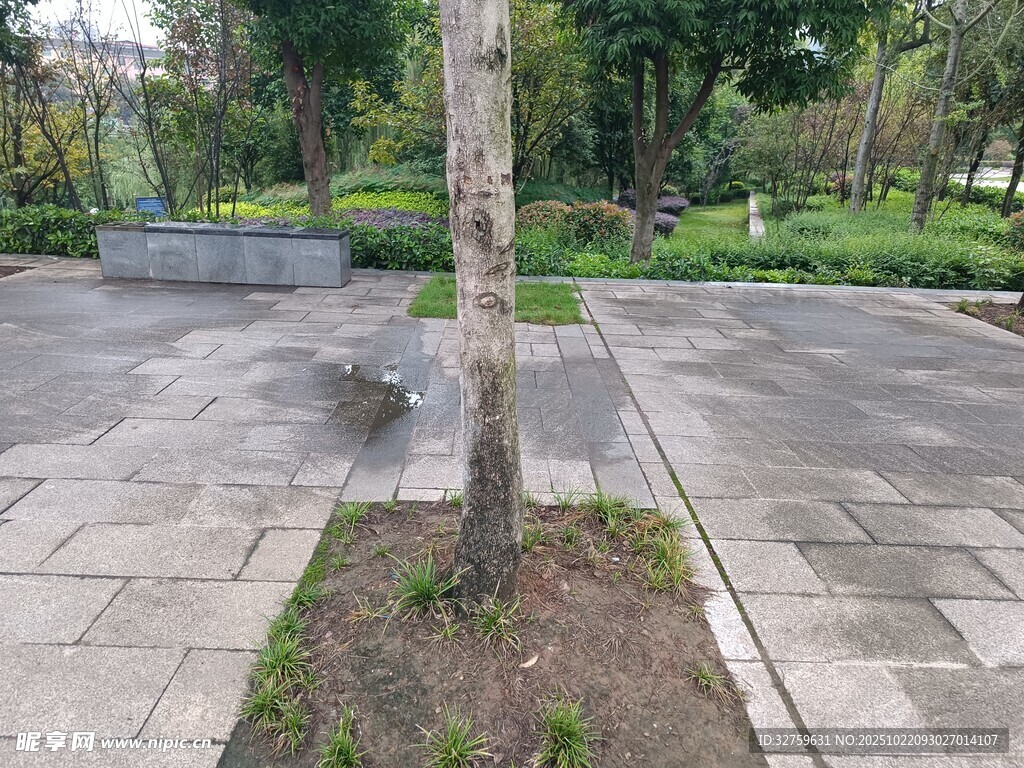 城市中一角的单棵树木