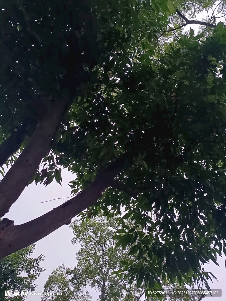 繁茂大树 