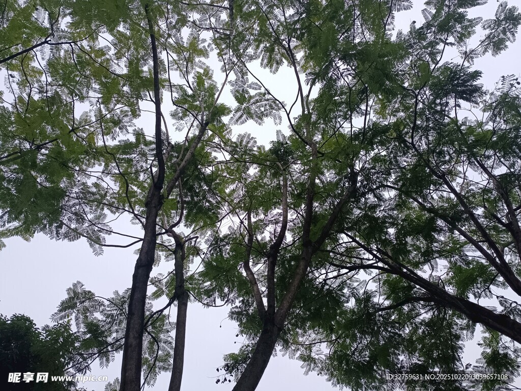 仰视茂密树林中的树木