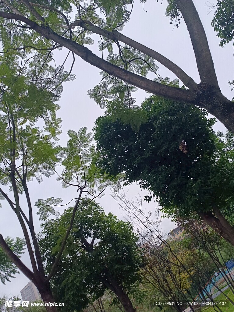 仰视葱郁树木景观