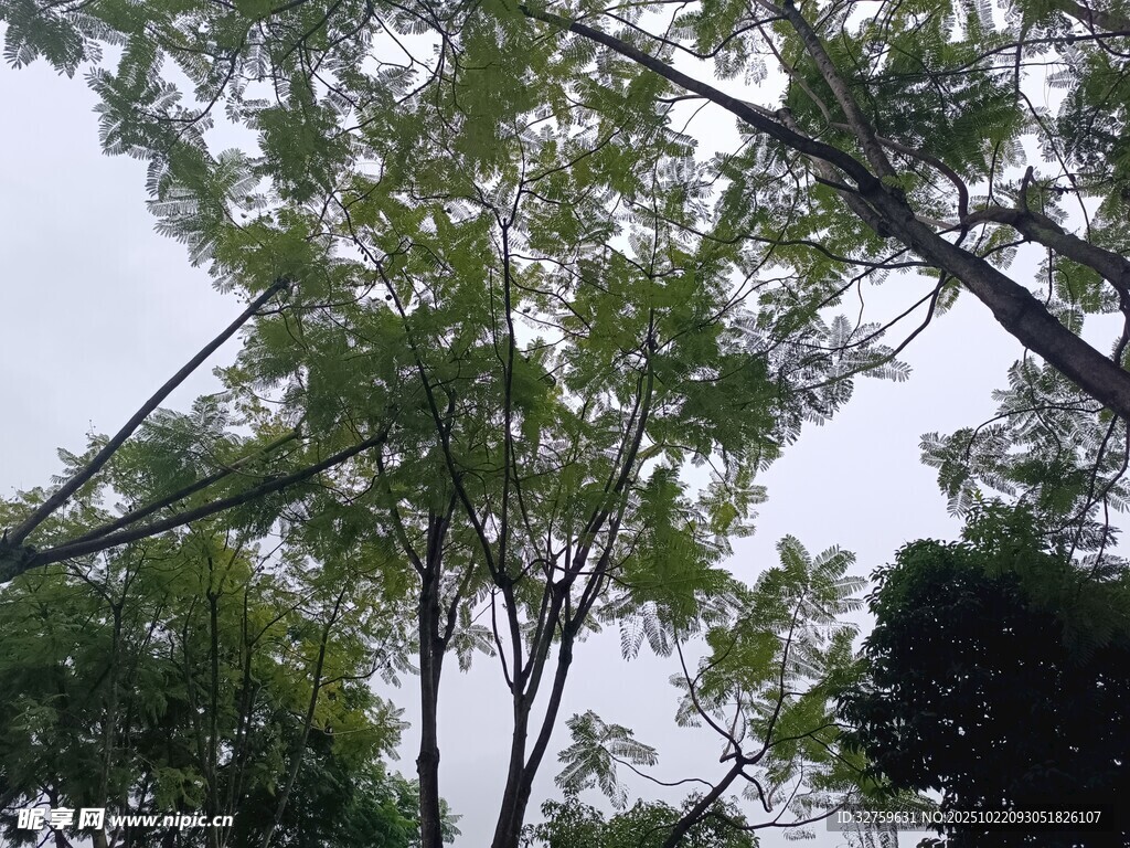 仰视葱郁树木