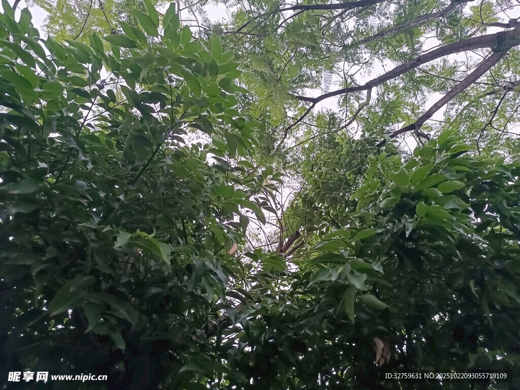 繁茂绿树间的天空一角