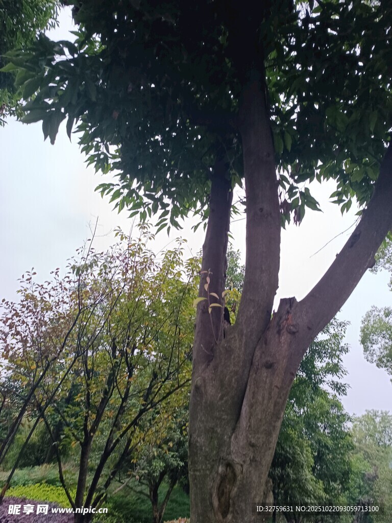 粗壮树木挺立绿意盎然处
