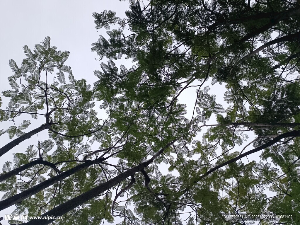 仰视茂密树林树冠