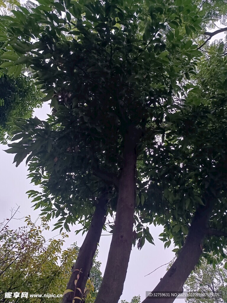 高大葱郁的树木景观