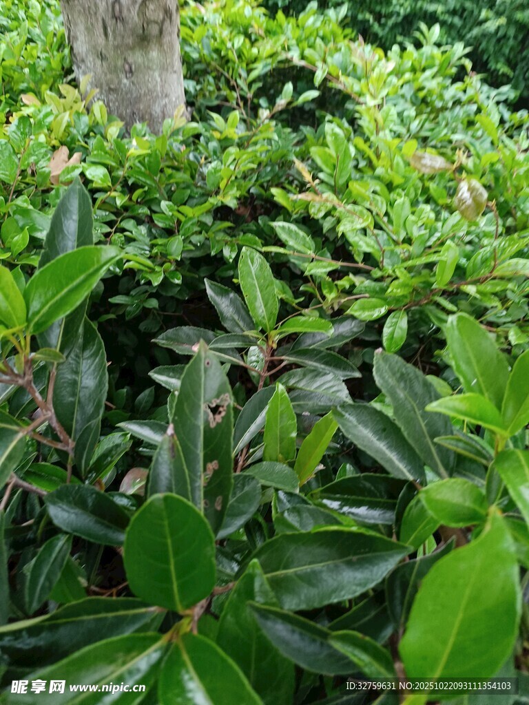 繁茂绿植环绕树干
