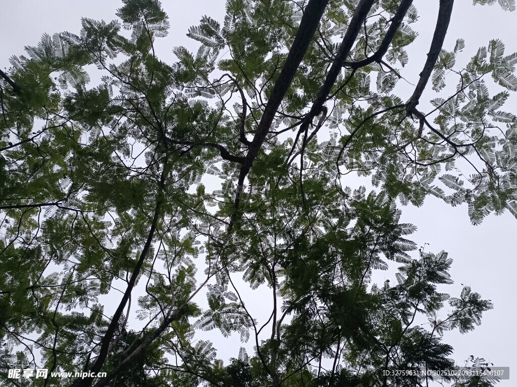 仰视茂密枝叶