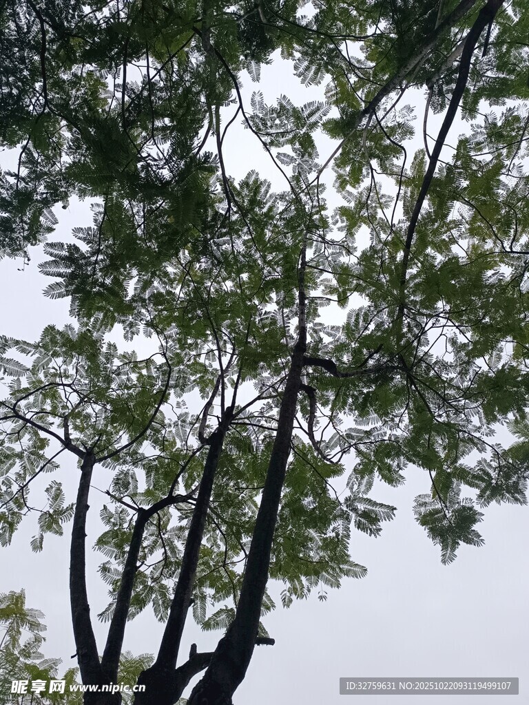 仰视繁茂树木枝叶