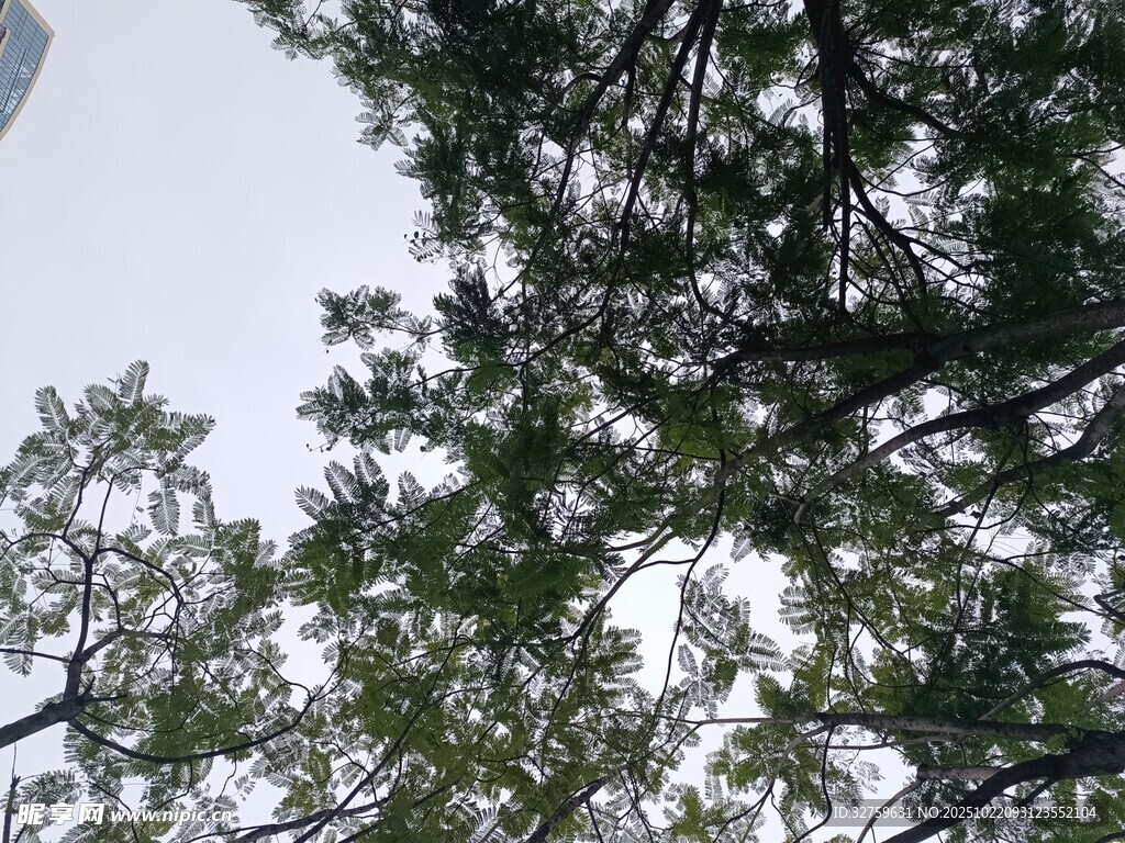 仰视茂密树冠