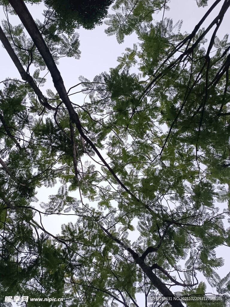 仰视茂密树林枝叶