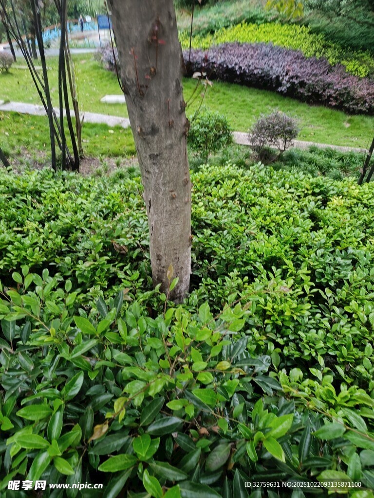 绿意盎然的园林植物景观