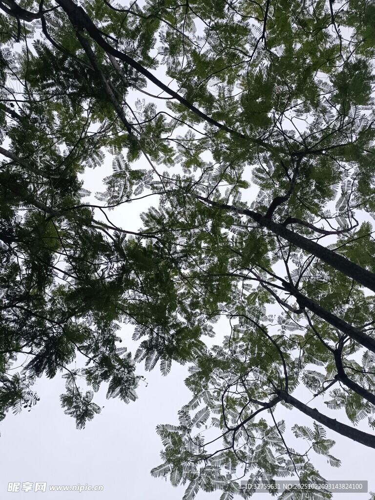 仰视茂密树林枝叶