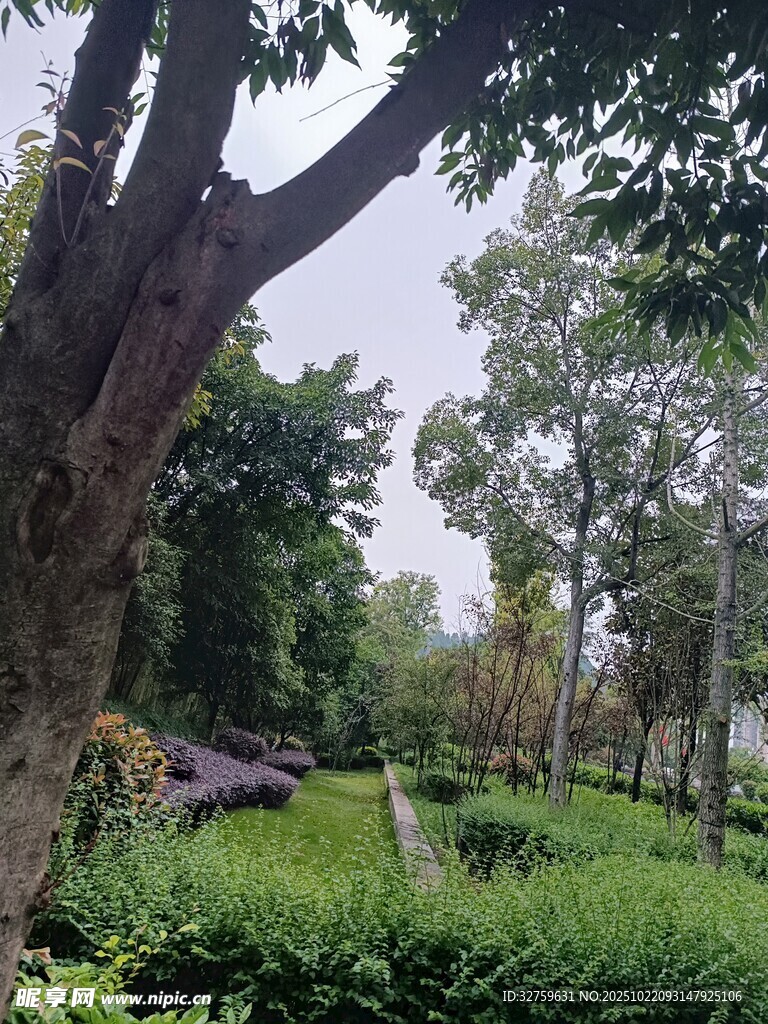 林间绿意盎然的静谧景色
