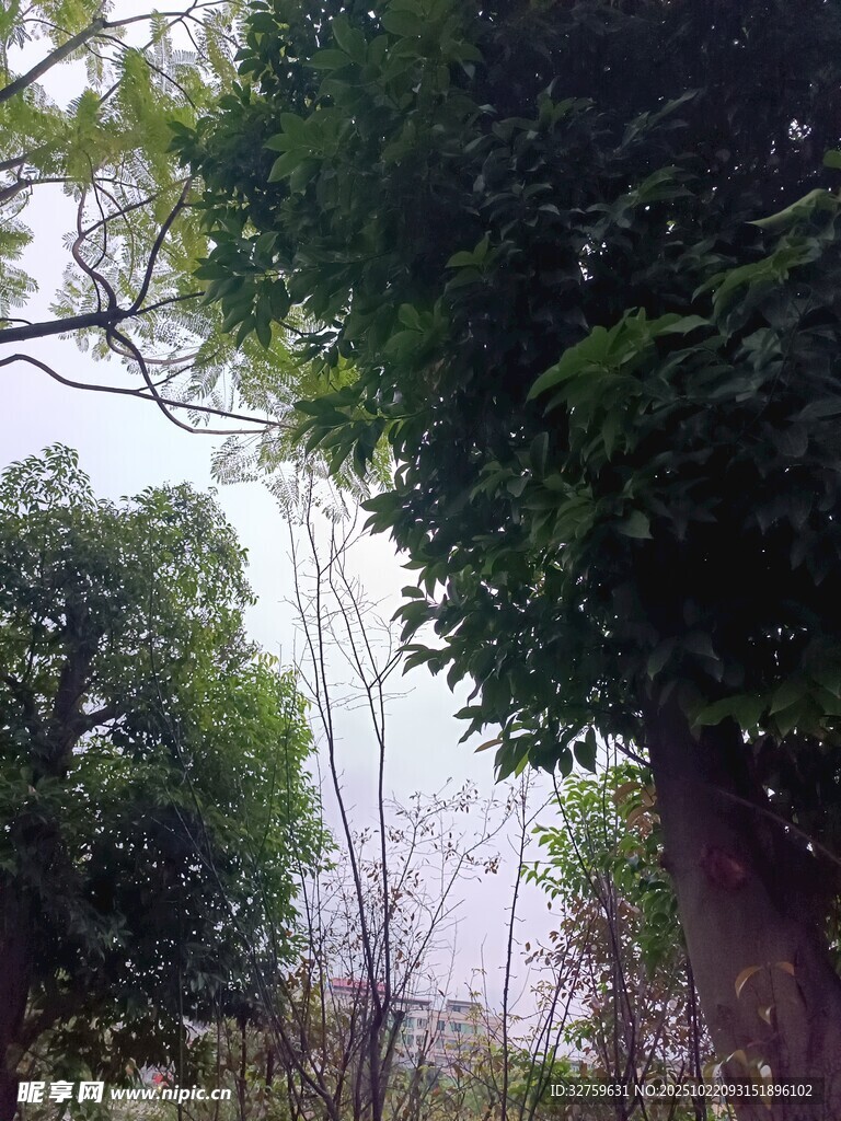 林间葱郁树木景观