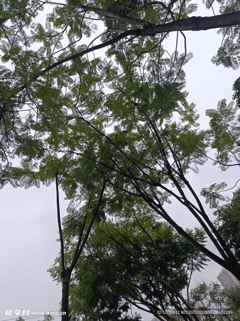 枝叶繁茂的树木景观