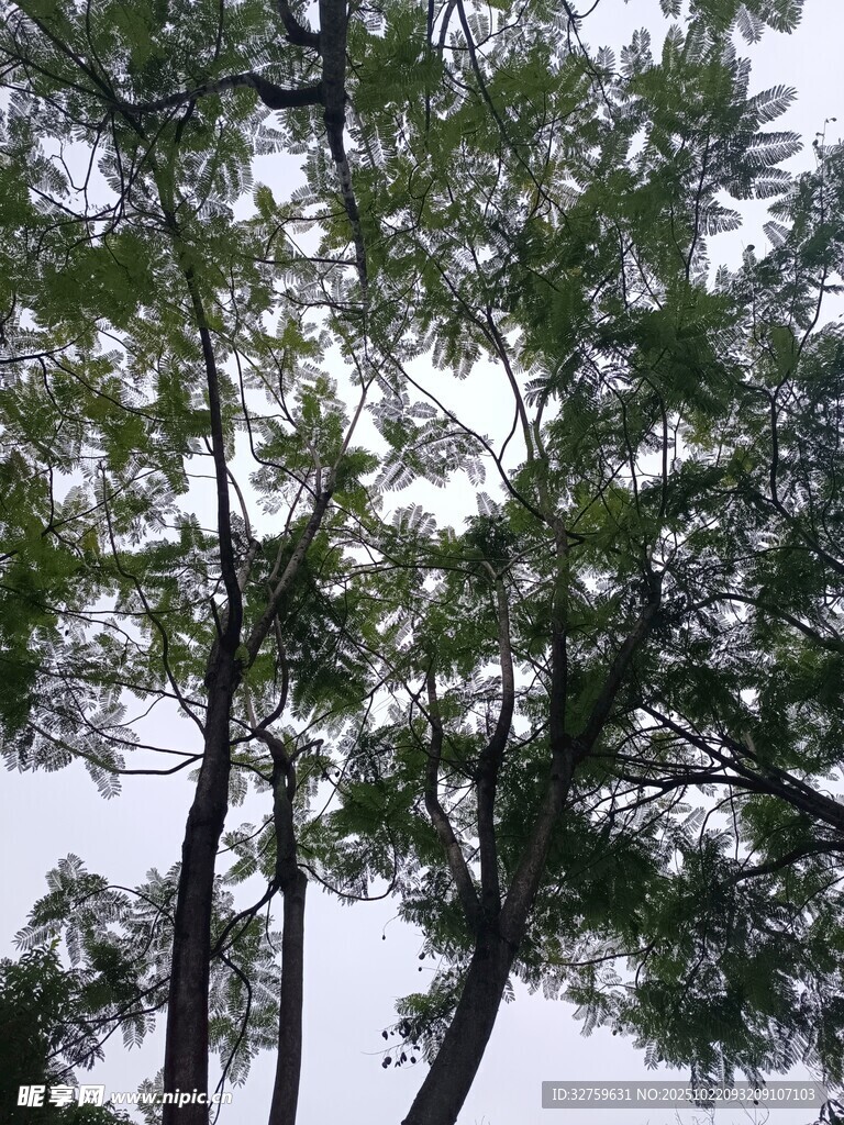 枝叶繁茂的树木景观