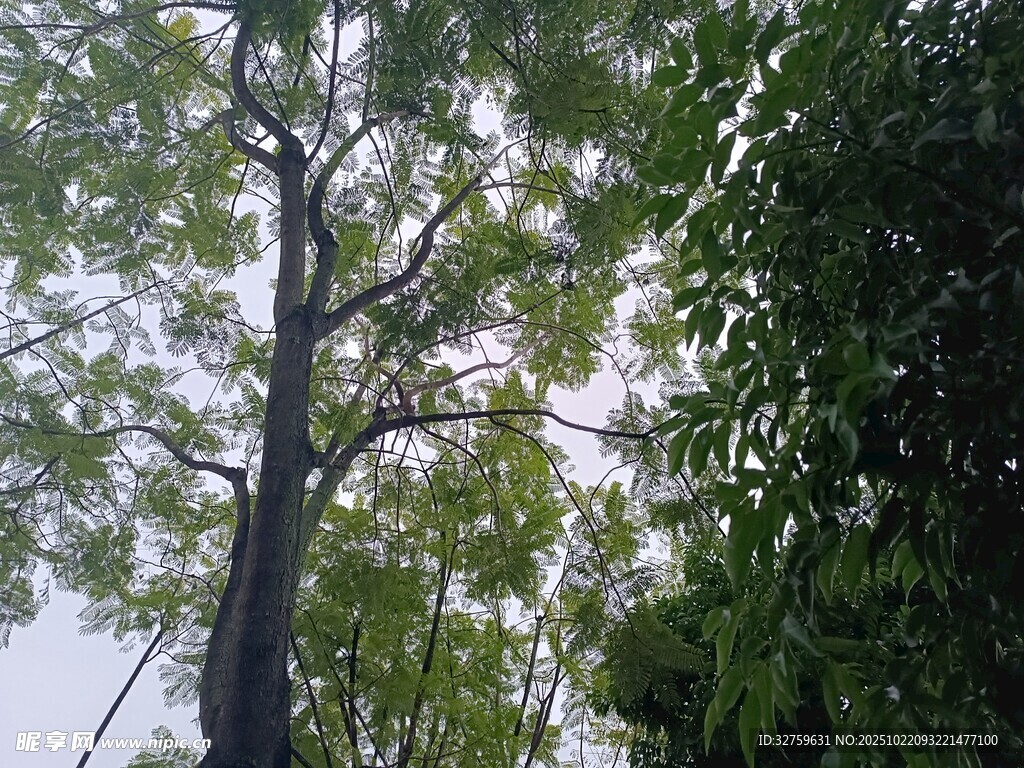 高大树木与繁茂枝叶