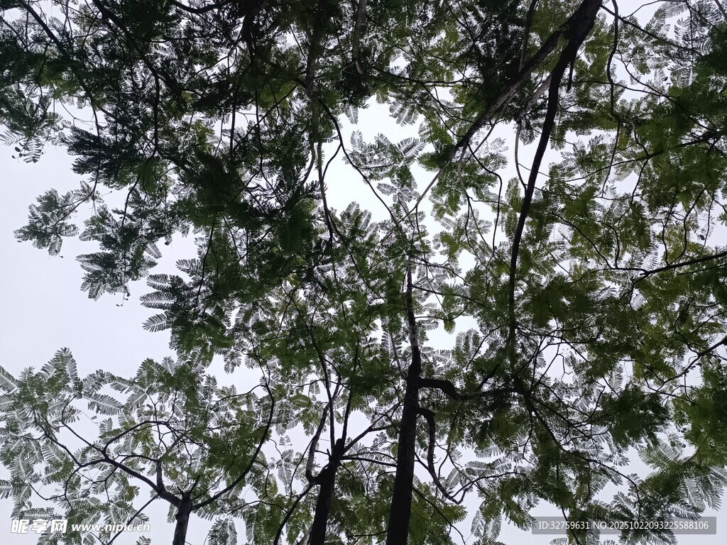 仰视茂密树林树冠
