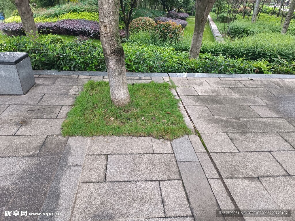 树下草坪与石板路景观